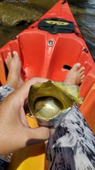 Bathygobius soporator