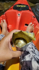 Bathygobius soporator