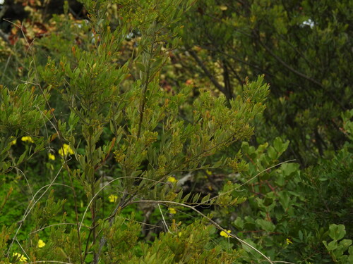 Image of Osyris lanceolata by (c) Duarte Frade, some rights reserved (CC BY)