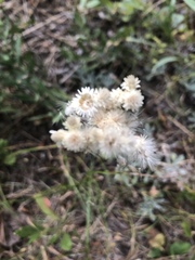 Antennaria rosea