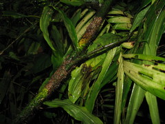 Desmoncus orthacanthos