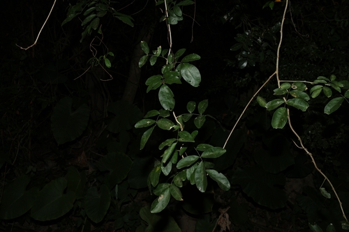 Image of Wisteriopsis reticulata by (c) 林正文, some rights reserved (CC BY)
