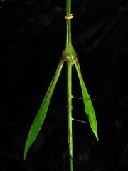 Desmoncus orthacanthos