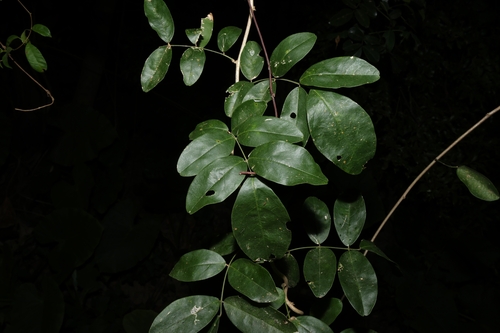 Image of Wisteriopsis reticulata by (c) 林正文, some rights reserved (CC BY)