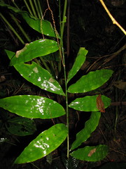 Desmoncus orthacanthos