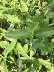 Commelina communis
