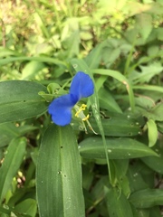 Commelina communis