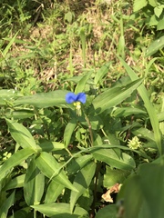 Commelina communis