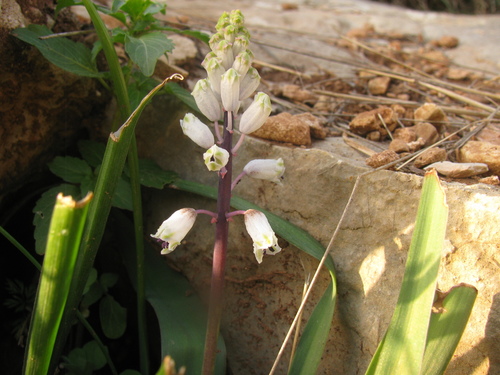 Bellevalia flexuosa, photograph 4