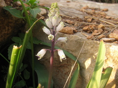 Bellevalia flexuosa, photograph (c) Nachman bones, some rights reserved (CC BY)