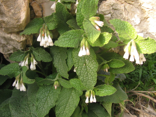 Image of Symphytum brachycalyx by (c) Nachman bones, some rights reserved (CC BY)