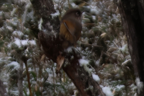 Taiwan Fulvetta (Fulvetta formosana), photo 7