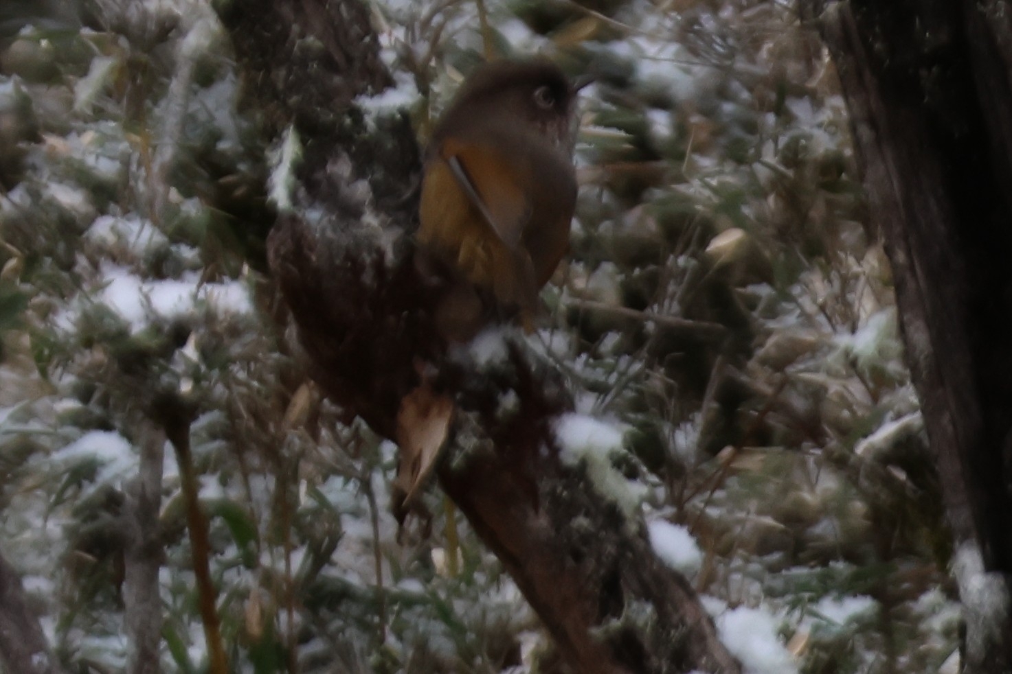 Taiwan Fulvetta (Fulvetta formosana), photo 3