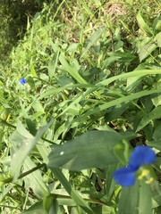 Commelina communis