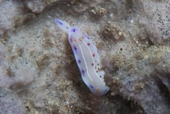 Hypselodoris capensis