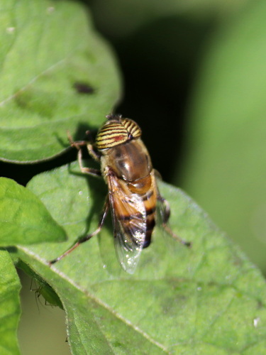 Stripe-eyed Lagoon Fly
