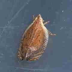 Lophops carinata
