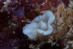 Polycera sp-c