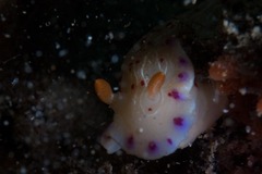 Hypselodoris capensis