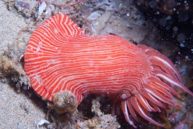 spinnaker anemone