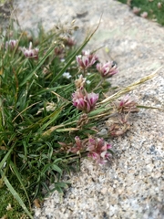 Trifolium dasyphyllum