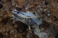 Polycera sp-c