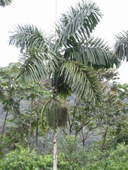 Iriartea deltoidea