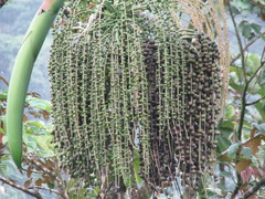 Iriartea deltoidea