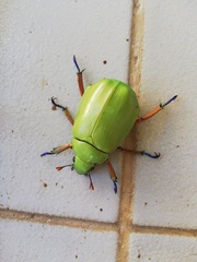 Chrysina macropus