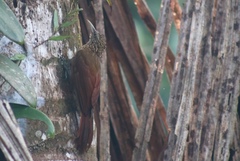 Xiphorhynchus guttatus