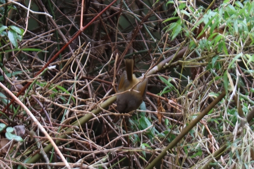 Taiwan Fulvetta (Fulvetta formosana), photo 8