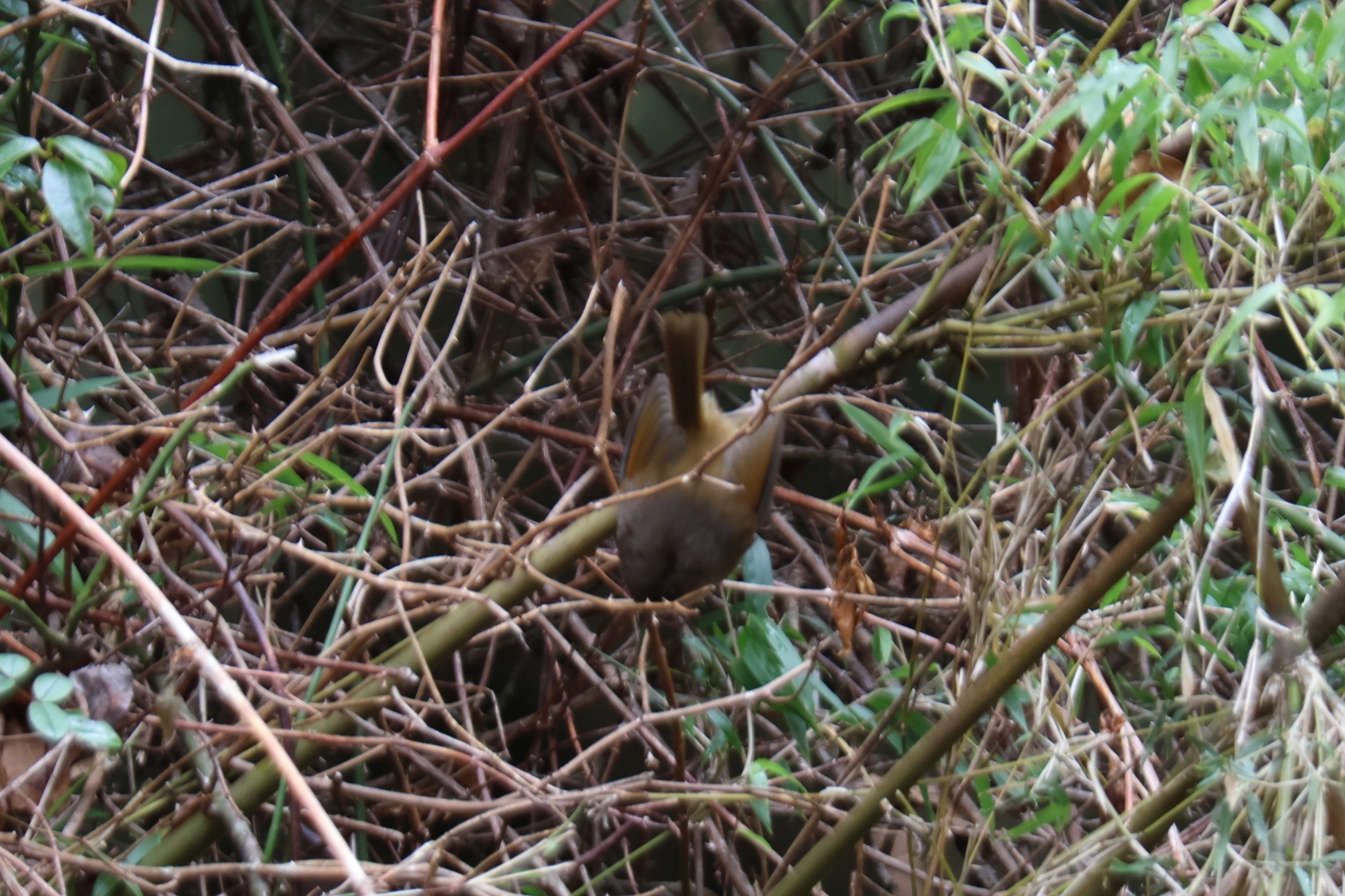 Taiwan Fulvetta (Fulvetta formosana), photo 4