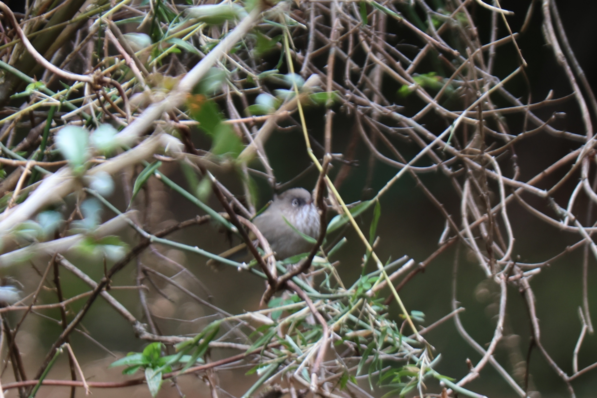Taiwan Fulvetta (Fulvetta formosana), photo 5