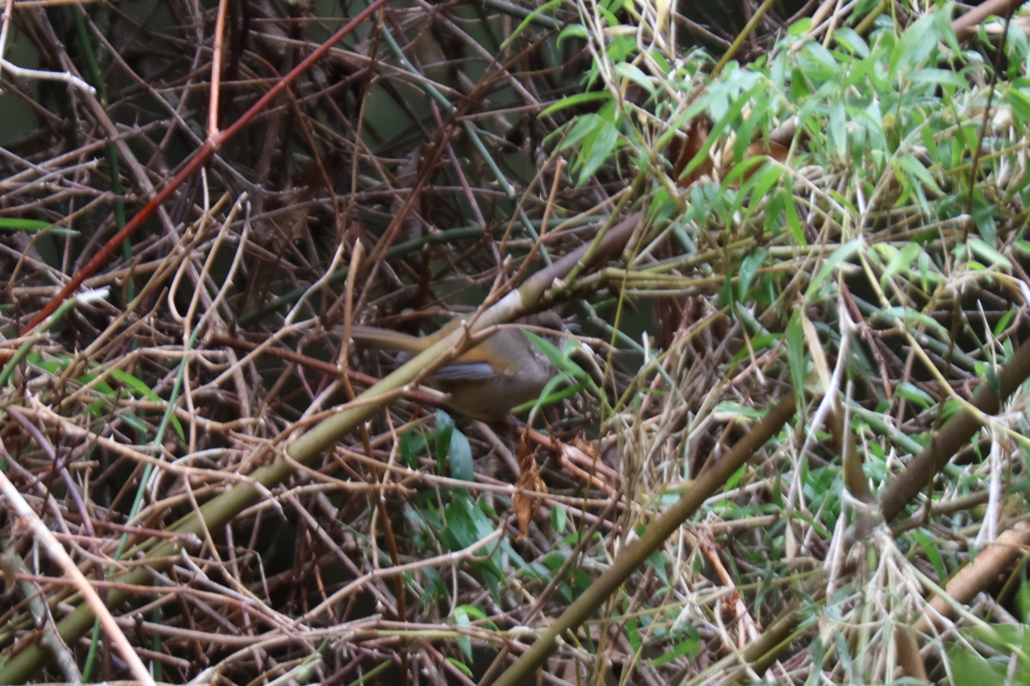 Taiwan Fulvetta (Fulvetta formosana), photo 6