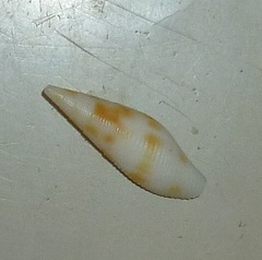 Mitridae