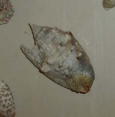 Euprotomus aurisdianae