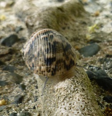 Nerita undata