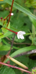 Epilobium amurense