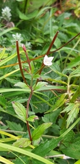 Epilobium amurense