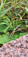 Epilobium amurense