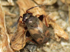 Spanagonicus albofasciatus