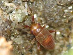 Spanagonicus albofasciatus