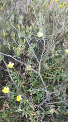 Haplophyton crooksii