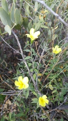 Haplophyton crooksii