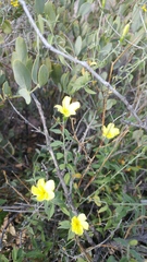 Haplophyton crooksii