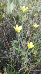 Haplophyton crooksii