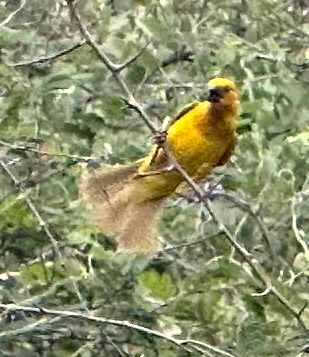 Holub's Golden Weaver (Ploceus xanthops), photo 2