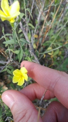 Haplophyton crooksii