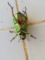 Chrysina macropus