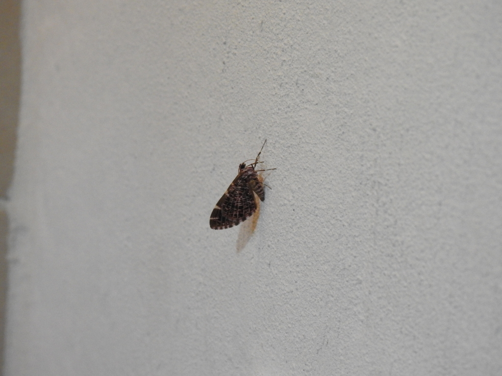 Stamnodes splendorata